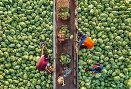 Сбор арбузов в колоритных снимках фотографа Abdul Momin. 01