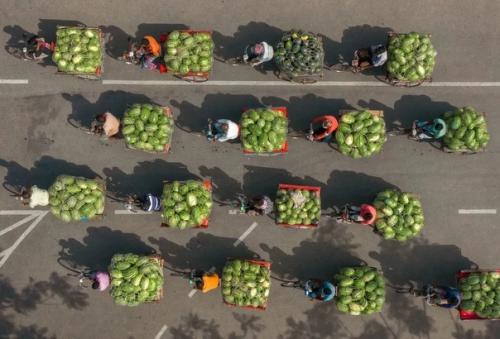 Сбор арбузов в колоритных снимках фотографа Abdul Momin. 08