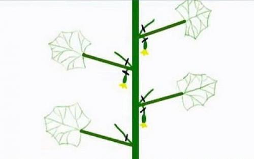 Формировка огурцов. 1. на первом этапе на нижней части растения в пазухах 3-5 листьев производится Ослепление. 01 Формировка огурцов. 1. на первом этапе на нижней части растения в пазухах 3-5 листьев производится Ослепление. 01