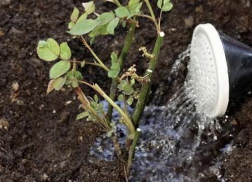 Пять распространенных ошибок, которые сводят на нет подготовку роз к зиме. 03 Пять распространенных ошибок, которые сводят на нет подготовку роз к зиме. 03