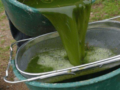 Подкормка смоpодины весной: 5 рецептов средств (сохраните в закладки). 03 Подкормка смоpодины весной: 5 рецептов средств (сохраните в закладки). 03