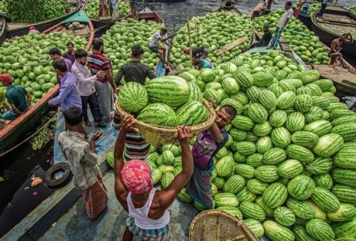 Сбор арбузов в колоритных снимках фотографа Abdul Momin. 03