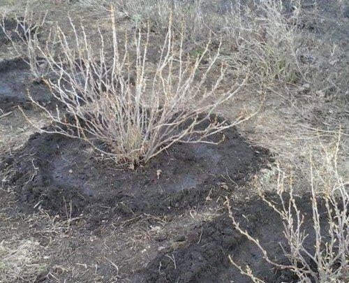 Подкормка смоpодины весной: 5 рецептов средств (сохраните в закладки). 04 Подкормка смоpодины весной: 5 рецептов средств (сохраните в закладки). 04