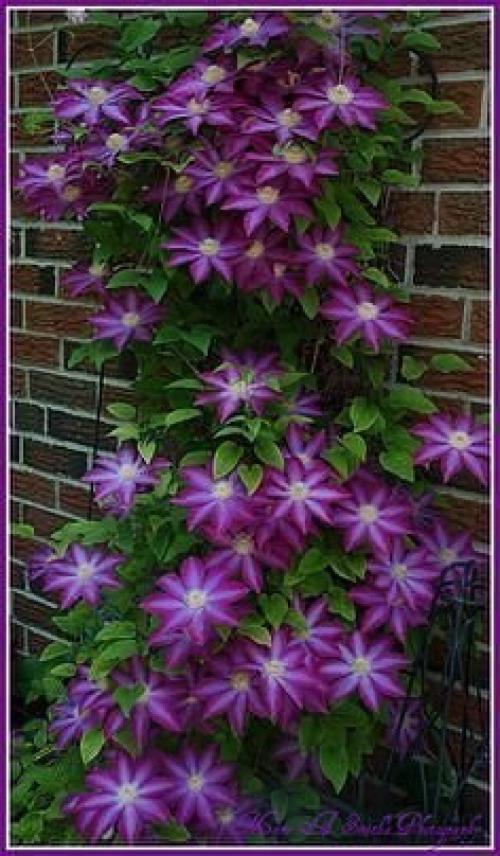 Как подобрать ключи к клематису. 02 Как подобрать ключи к клематису. 02