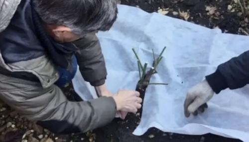 Пять распространенных ошибок, которые сводят на нет подготовку роз к зиме. 01 Пять распространенных ошибок, которые сводят на нет подготовку роз к зиме. 01