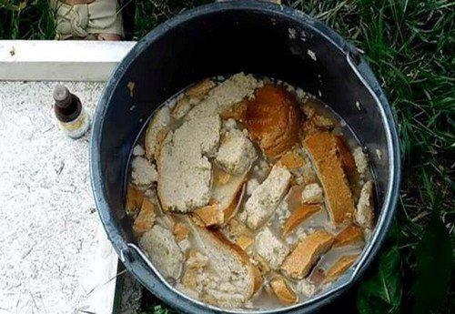 Подкормка смоpодины весной: 5 рецептов средств (сохраните в закладки). 02 Подкормка смоpодины весной: 5 рецептов средств (сохраните в закладки). 02