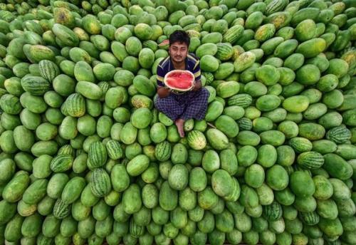 Сбор арбузов в колоритных снимках фотографа Abdul Momin. 02