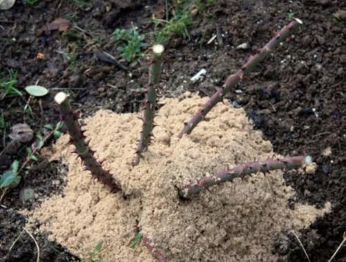 Пять распространенных ошибок, которые сводят на нет подготовку роз к зиме. 04 Пять распространенных ошибок, которые сводят на нет подготовку роз к зиме. 04