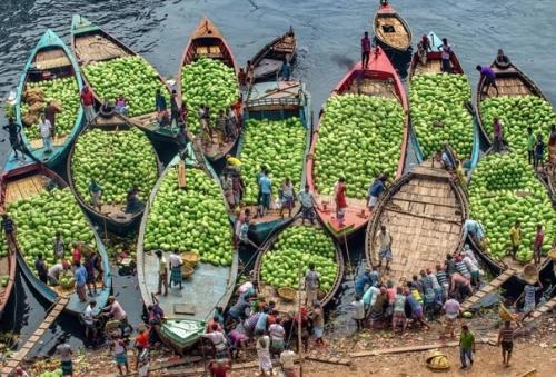 Сбор арбузов в колоритных снимках фотографа Abdul Momin. 07