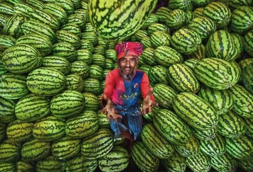 Сбор арбузов в колоритных снимках фотографа Abdul Momin. 04