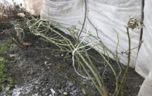 Пять распространенных ошибок, которые сводят на нет подготовку роз к зиме. 02 Пять распространенных ошибок, которые сводят на нет подготовку роз к зиме. 02