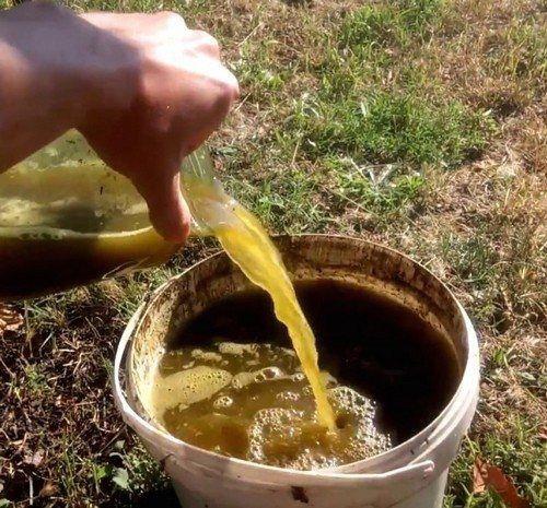 Подкормка смоpодины весной: 5 рецептов средств (сохраните в закладки). 01 Подкормка смоpодины весной: 5 рецептов средств (сохраните в закладки). 01