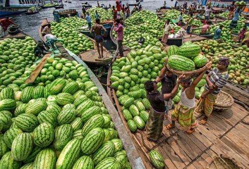 Сбор арбузов в колоритных снимках фотографа Abdul Momin. 05