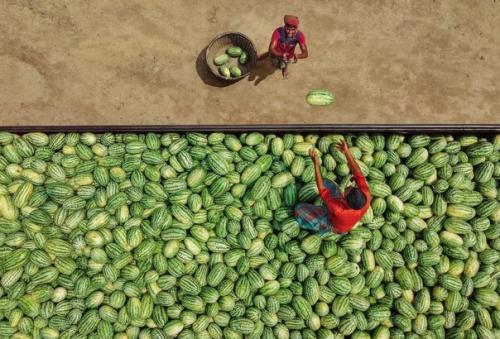 Сбор арбузов в колоритных снимках фотографа Abdul Momin. 06