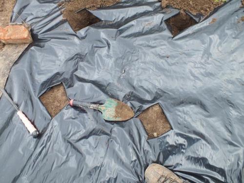 Выращивание перца и баклажан на пленке. 03 Выращивание перца и баклажан на пленке. 03