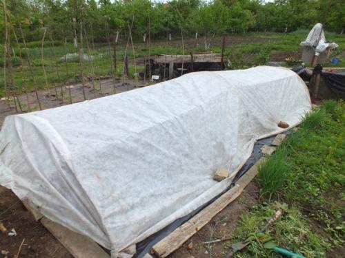 Выращивание перца и баклажан на пленке. 06 Выращивание перца и баклажан на пленке. 06