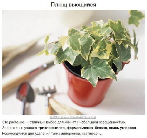 Топ - 10 растений для очистки воздуха по мнению Nasa. 06