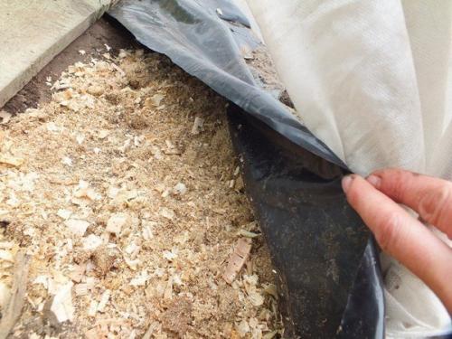 Выращивание перца и баклажан на пленке. 04 Выращивание перца и баклажан на пленке. 04