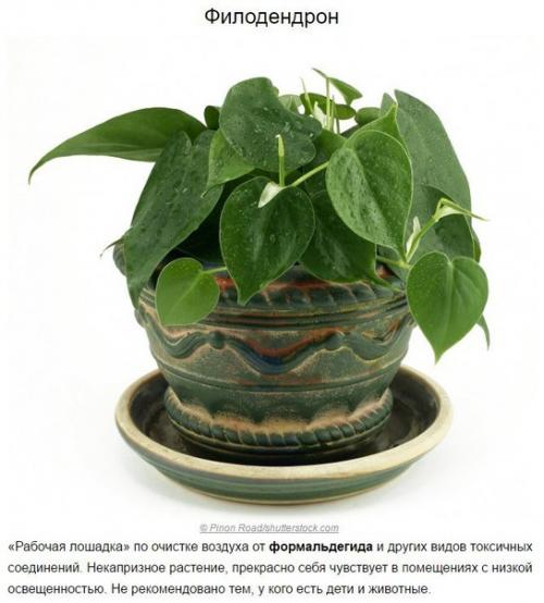 Топ - 10 растений для очистки воздуха по мнению Nasa. 02