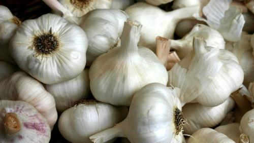Секреты суперкрупного чеснока. 03