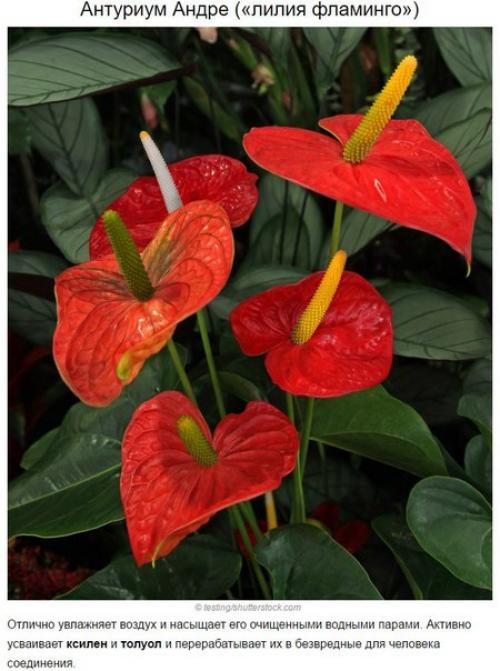 Топ - 10 растений для очистки воздуха по мнению Nasa. 03