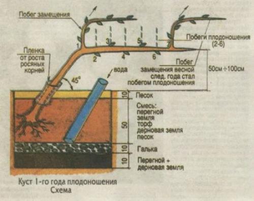 Как выращивать виноград без особых хлопот. 02 Как выращивать виноград без особых хлопот. 02