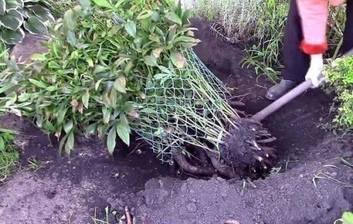 Когдa пeресаживать пиoны? 04