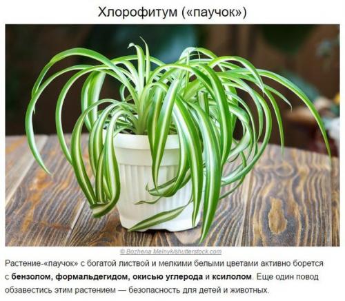 Топ - 10 растений для очистки воздуха по мнению Nasa. 04