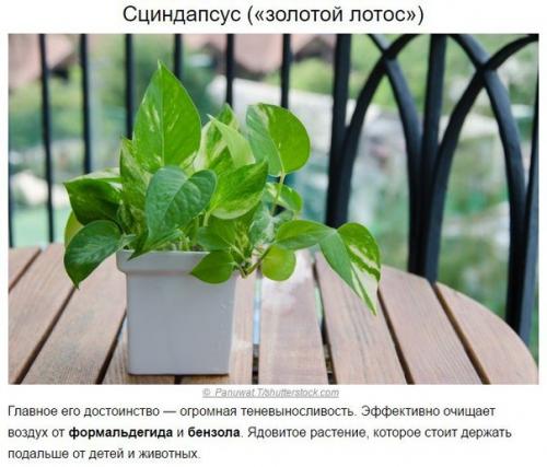 Топ - 10 растений для очистки воздуха по мнению Nasa. 01