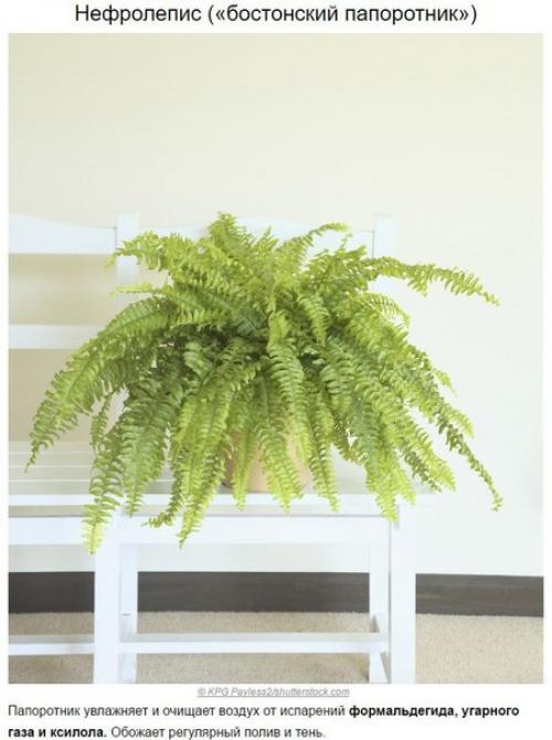 Топ - 10 растений для очистки воздуха по мнению Nasa. 05