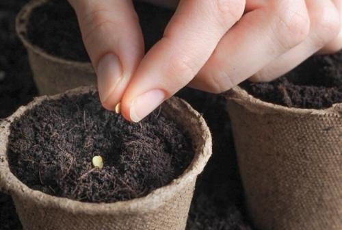 Когда сажать рассаду: лунный посевной календарь на 2026 год по месяцам и советы агрономов.

