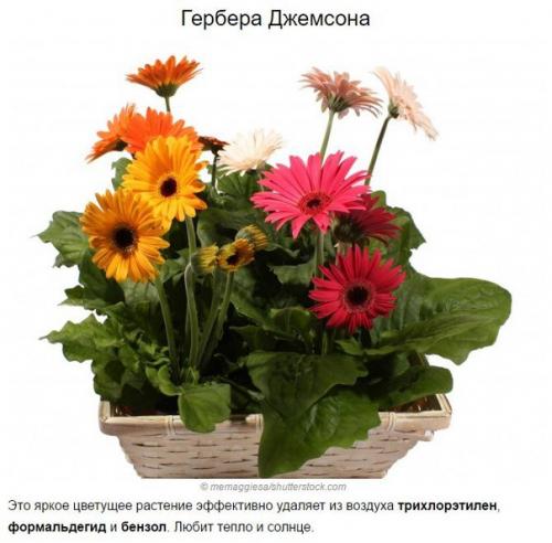 Топ - 10 растений для очистки воздуха по мнению Nasa. 09