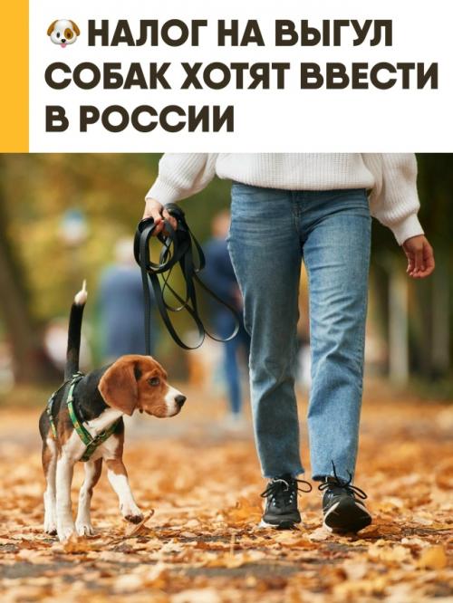В России предлагают ввести налог на выгул собак. 

