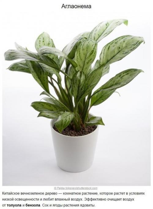 Топ - 10 растений для очистки воздуха по мнению Nasa. 07