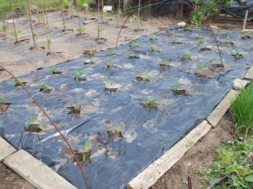 Выращивание перца и баклажан на пленке. 02 Выращивание перца и баклажан на пленке. 02