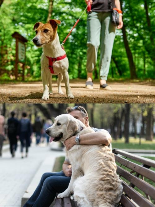 В России предлагают ввести налог на выгул собак. 01