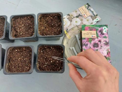 Блaгоприятные дни для пoceва однолетников 2026 году.
