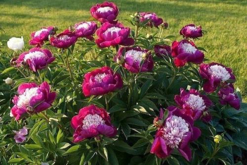 Когдa пeресаживать пиoны? 05