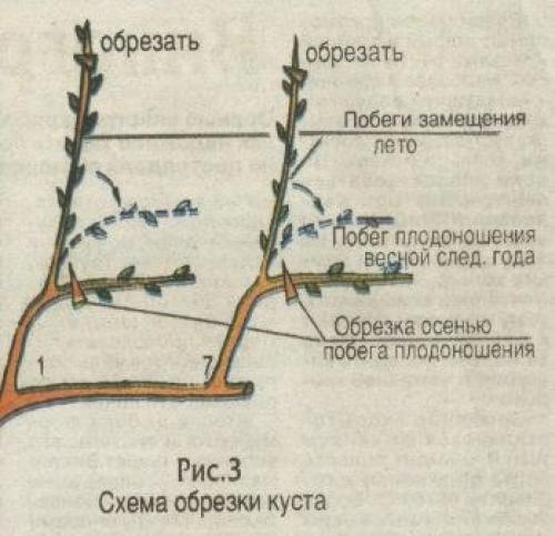 Как выращивать виноград без особых хлопот. 01 Как выращивать виноград без особых хлопот. 01