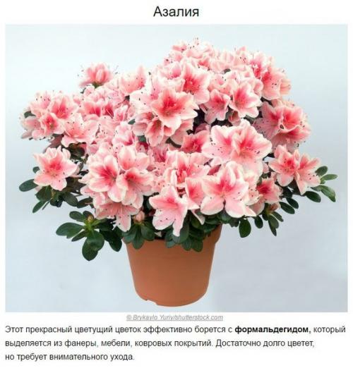 Топ - 10 растений для очистки воздуха по мнению Nasa. 08