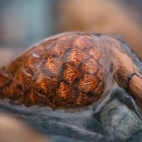 Автор: Svetlana_Kazina_Altai. 08