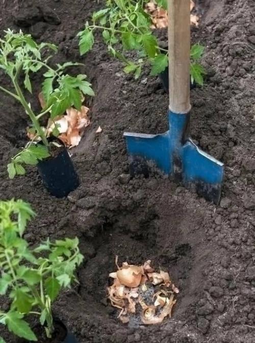 Какие вещества нужно положить в лунку при посадке томатов, чтобы вырастить обильный урожай?  