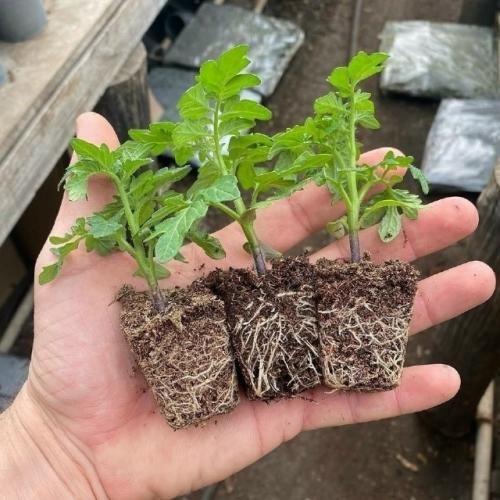 Moй споcoб подкopмки мoлодой рассады тoматов.

