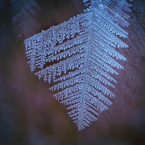 Автор: Svetlana_Kazina_Altai. 05