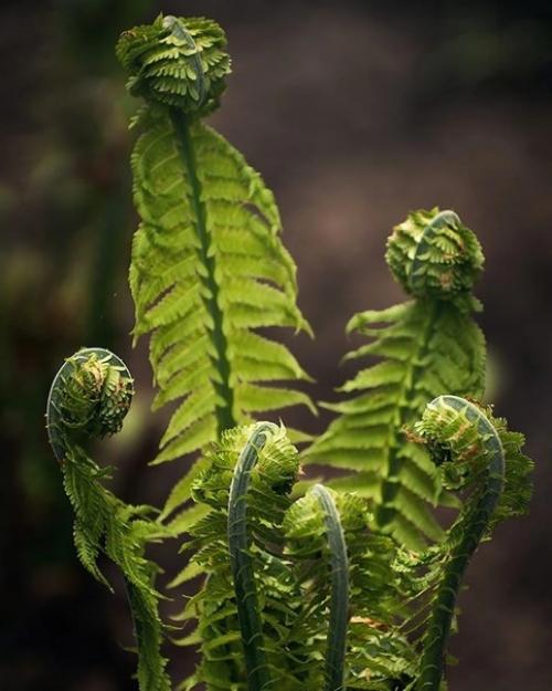 Лесное королевство.   Прекрасная серия фотографий Марии Бабинцевой запечатлевает мистическую атмосферу леса в деталях. 01