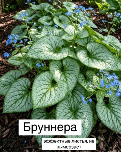 Топ - 10 теневыносливых растений для вашего сада. 03