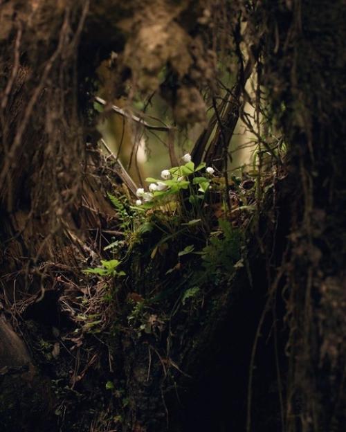 Лесное королевство.   Прекрасная серия фотографий Марии Бабинцевой запечатлевает мистическую атмосферу леса в деталях. 05