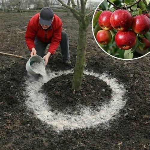 Весенняя подкормка яблони после схода снега: как помочь дереву восстановиться и сформировать урожай.

