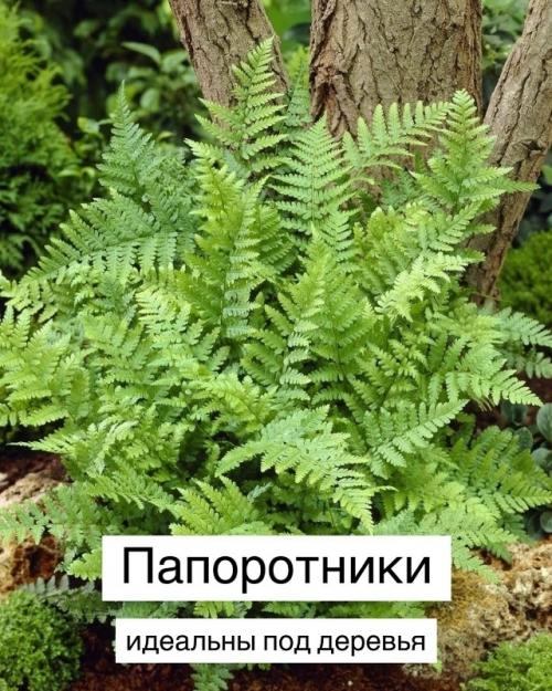 Топ - 10 теневыносливых растений для вашего сада. 01