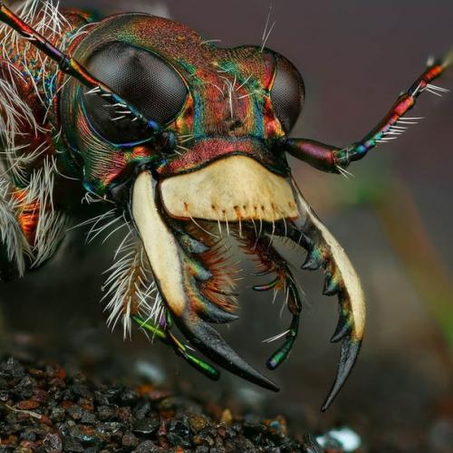 Словно инопланетные пришельцы из фантастических фильмов! 01